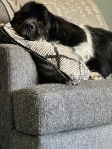 Pet odors trapped inside couch fabric and padding without visible stains
